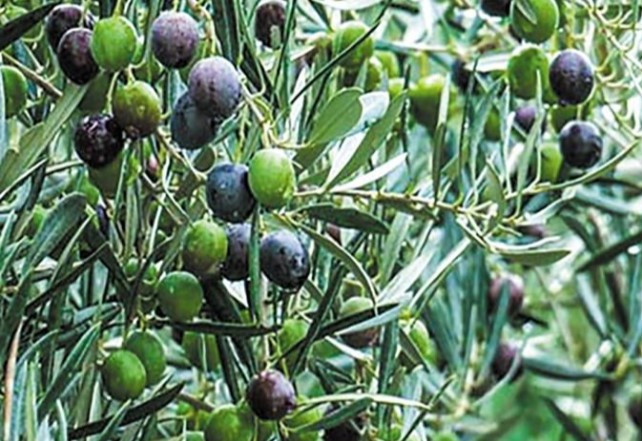 Δείτε που θα συνεχιστεί τις επόμενες ημέρες το πρόγραμμα δακοκτονίας