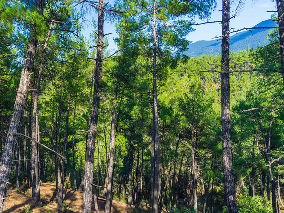 Σε επιφυλακή για φωτιές και την Παρασκευή Αργολίδα, Κορινθία και Λακωνία