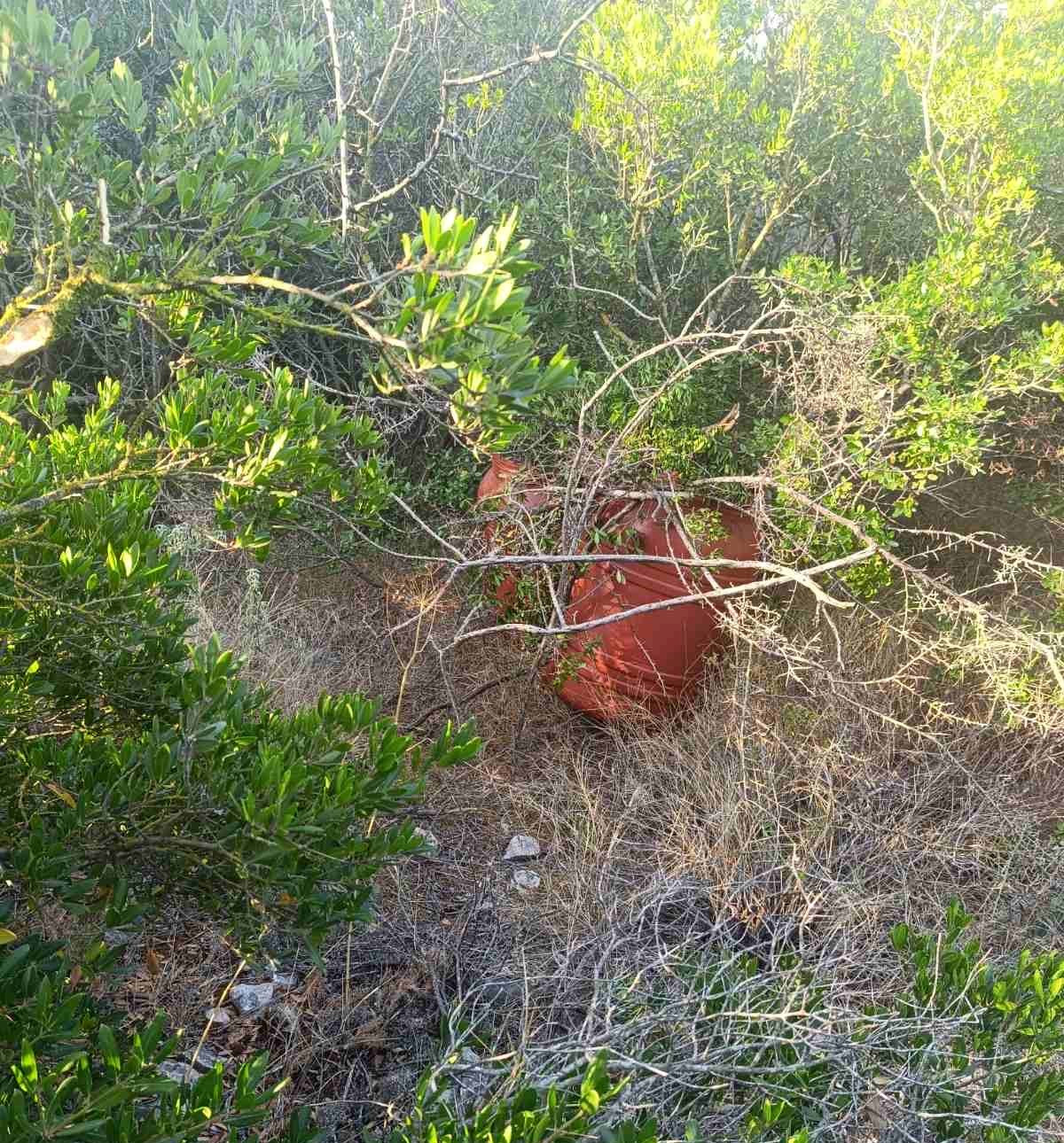 Πάνω από 24 κιλά κάνναβης εντοπίσθηκαν στη Μεσσηνία