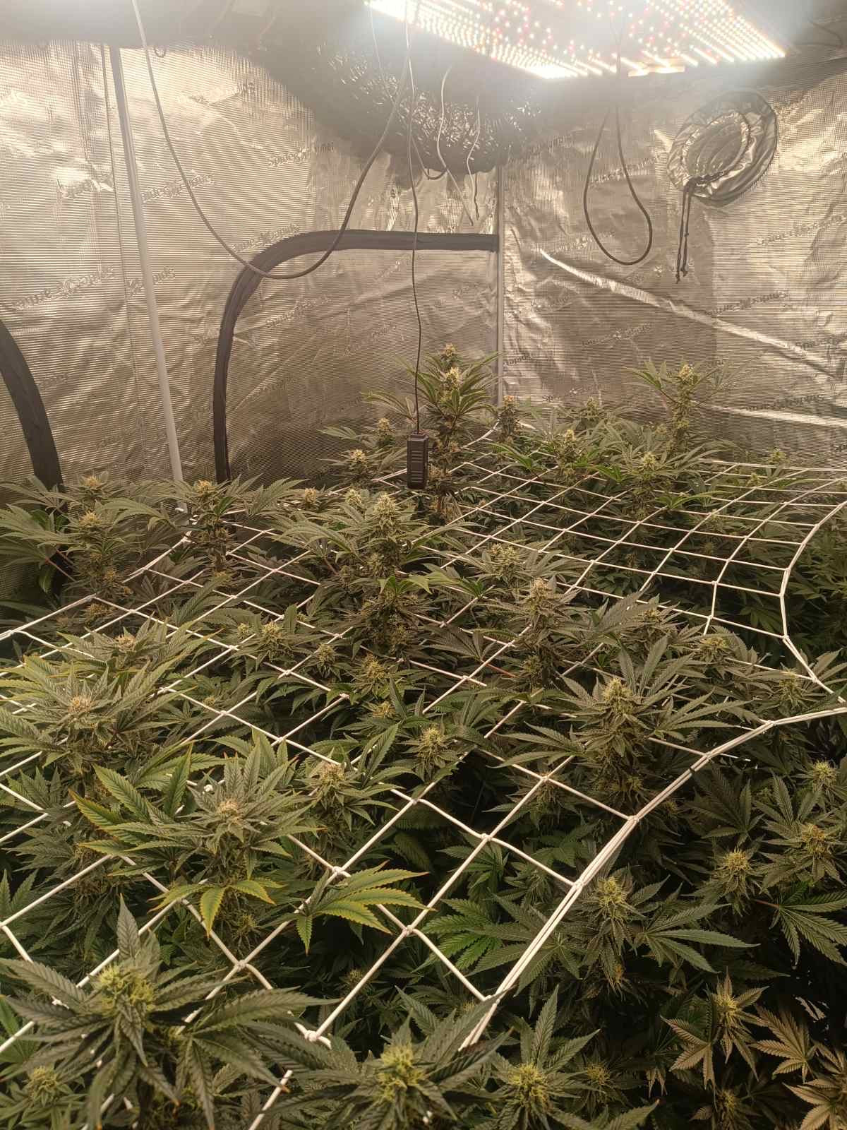 Με κατεργασμένη και ακατέργαστη κάνναβη θα γέμιζε την Τρίπολη 36χρονος