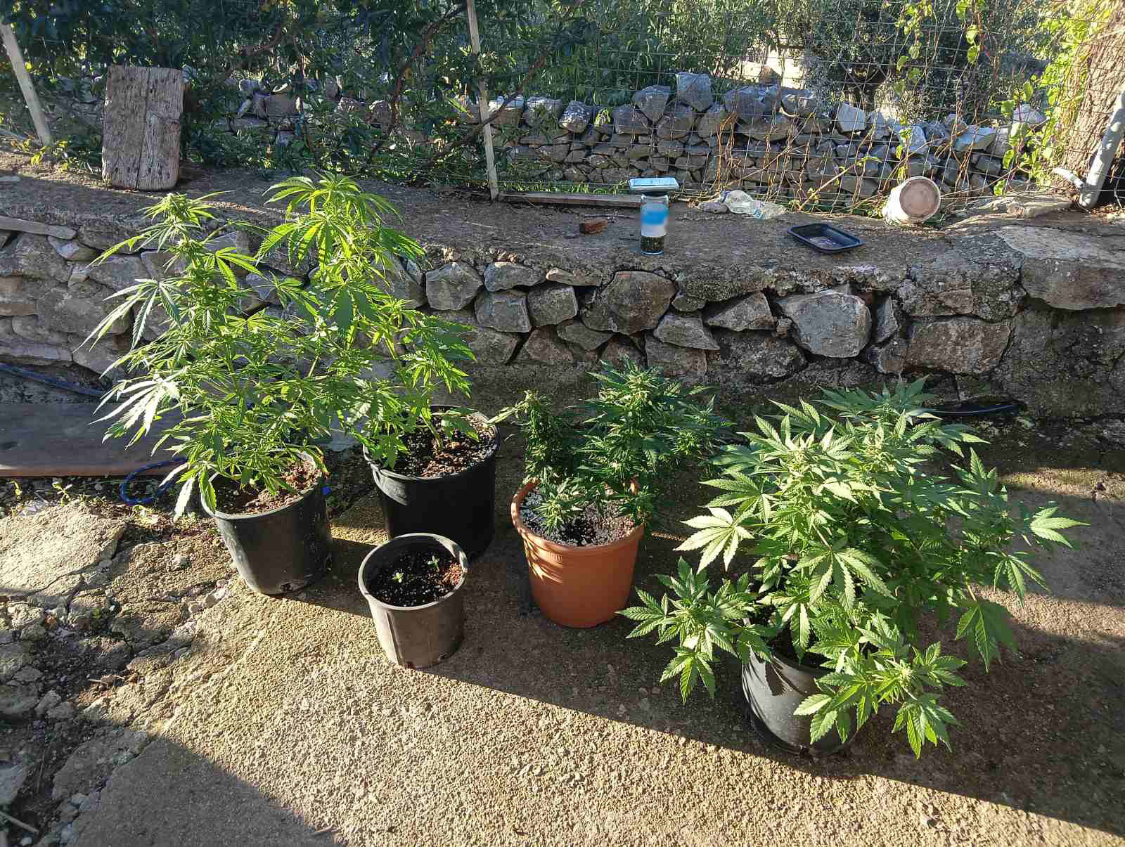 Χειροπέδες σε 24χρονο για υπόθεση ναρκωτικών